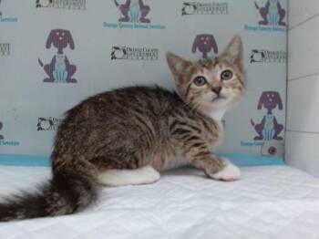 POLKA DOT -  Domestic Short Hair Cat for Adoption in Orlando, Florida - POLKA DOT | PetCurious
