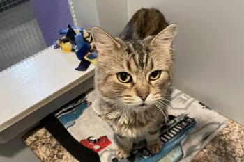 Domestic Short Hair Cats Available for Adoption in Lincoln, Nebraska - Figgy | PetCurious