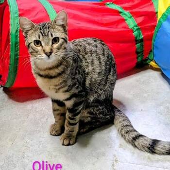 Olive -  Domestic Short Hair Cat for Adoption in Owatonna, Minnesota - Olive | PetCurious