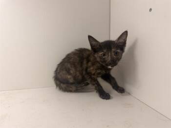 AMITY -  Domestic Short Hair Cat Available for Adoption in Winter Haven, Florida - AMITY | PetCurious