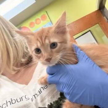 Jafar -  Domestic Medium Hair Cat for Adoption in Lynchburg, Virginia - Jafar | PetCurious