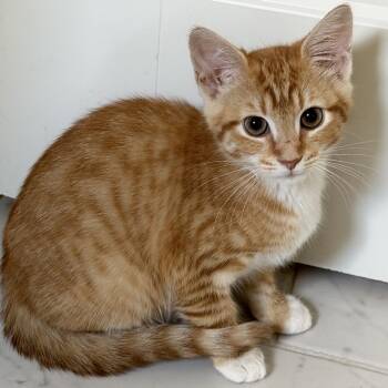 Ginny -  Domestic Short Hair Cat for Adoption in Huntsville, Alabama - Ginny | PetCurious