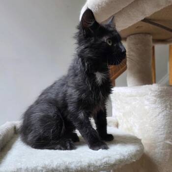 Juno -  Domestic Medium Hair Cat for Adoption in Abingdon, Maryland - Juno | PetCurious