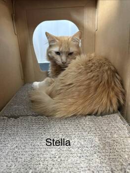 Stella -  Domestic Long Hair Cat for Adoption in Big Rapids, Michigan - Stella | PetCurious