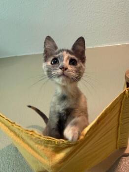Maude -  Domestic Short Hair Cat for Adoption in Fort Collins, Colorado - Maude | PetCurious
