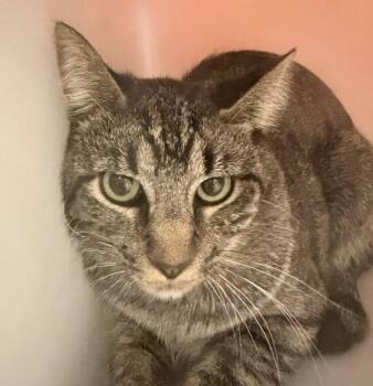 Zeta Reticuli -  Domestic Short Hair Cat for Adoption in Golden, Colorado - Zeta Reticuli | PetCurious