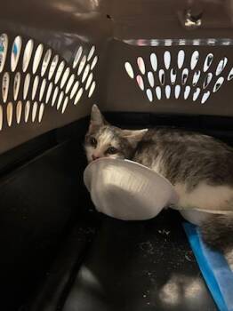 Domestic Short Hair Cats Available for Adoption in Ocala, Florida - A380344 | PetCurious