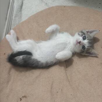Emilio -  Domestic Short Hair Cat for Adoption - Emilio | PetCurious