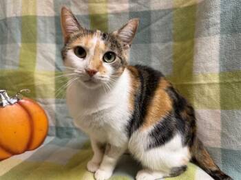ZAYLA -  Domestic Short Hair Cat for Adoption in Louisville, Kentucky - ZAYLA | PetCurious