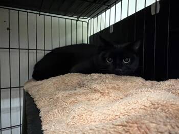 Domestic Short Hair Cats Available for Adoption - Millie | PetCurious