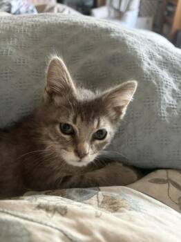 LEO -  Domestic Short Hair Cat for Adoption in Colorado Springs, Colorado - LEO | PetCurious