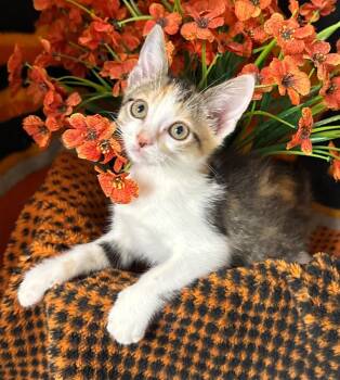 4/3/26 Khloe (brown) -  Domestic Short Hair Cat for Adoption in Stillwater, Oklahoma - 4/3/26 Khloe (brown) | PetCurious