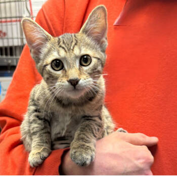 Rescue Domestic Short Hair Cats for Adoption in Hemet, California - Mary | PetCurious