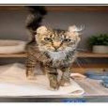 Sunday -  American Curl Cat for Adoption in Pasadena, California - Sunday | PetCurious