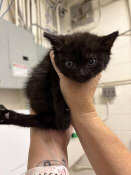 Tripod -  Domestic Short Hair Cat for Adoption in Fruit Heights, Utah - Tripod | PetCurious