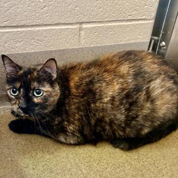 Domestic Short Hair Cats Available for Adoption in Riverside, California - Remi | PetCurious