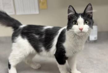 Domestic Medium Hair Cats Available for Adoption in Bemidji, Minnesota - Sparrow | PetCurious
