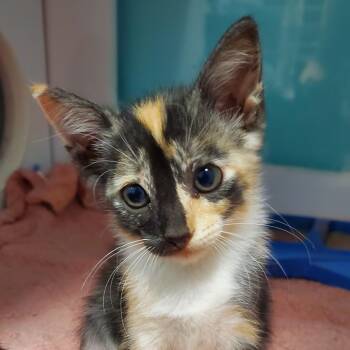 Toast -  Domestic Short Hair Cat for Adoption in Lake Jackson, Texas - Toast | PetCurious
