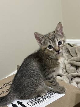 Domestic Short Hair Cats Available for Adoption in Tampa, Florida - Swiss | PetCurious