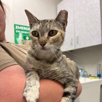 Myrcella -  Domestic Short Hair Cat Available for Adoption in Columbiana, Alabama - Myrcella | PetCurious