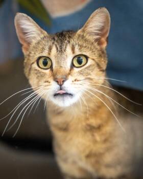 Rihanna -  Domestic Short Hair Cat for Adoption in Pequot Lakes, Minnesota - Rihanna | PetCurious