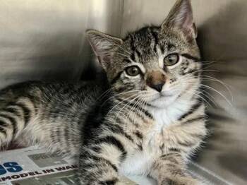 Donny -  Domestic Short Hair Cat for Adoption in Honolulu, Hawaii - Donny | PetCurious