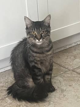 Honey -  Maine Coon Cat for Adoption in Tampa, Florida - Honey | PetCurious
