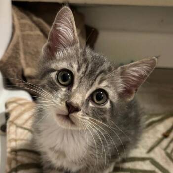Cub -  Domestic Short Hair Cat for Adoption in Orlando, Florida - Cub | PetCurious