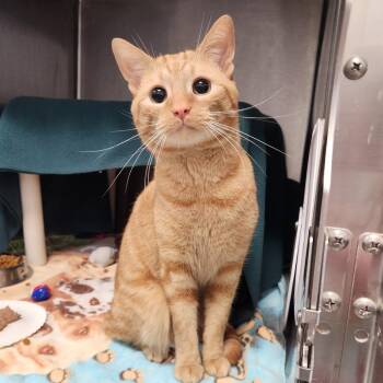 Archie Simmons -  Domestic Short Hair Cat for Adoption in Fort Wayne, Indiana - Archie Simmons | PetCurious