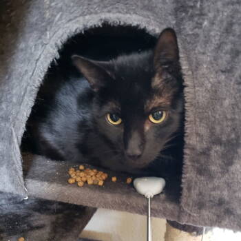 Rescue Domestic Short Hair Cats for Adoption in Dallas, Texas - Panther | PetCurious