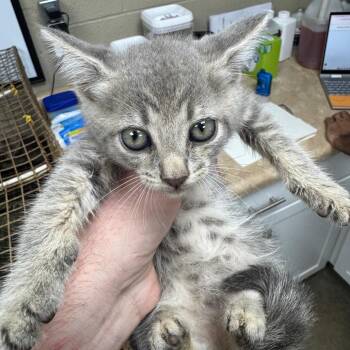 Clover -  Domestic Short Hair Cat for Adoption in Madisonville, Kentucky - Clover | PetCurious