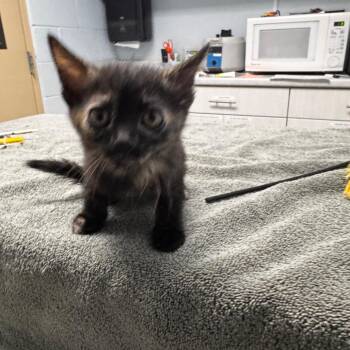 Domestic Short Hair Cats Available for Adoption in Riverside, California - Siracha | PetCurious