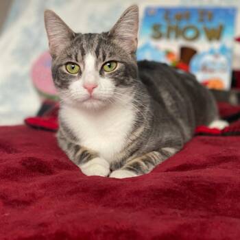 Domestic Short Hair Cats Available for Adoption in Sterling, Massachusetts - Willow 1 Year Female AVAILABLE 4/15 | PetCurious