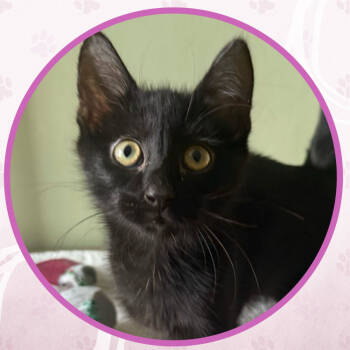 Rescue Domestic Short Hair Cats for Adoption in Toms River, New Jersey - TransAm | PetCurious