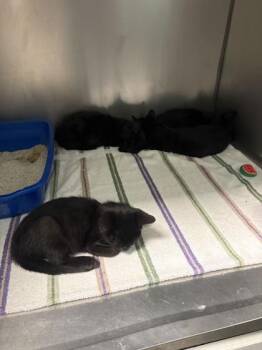 Yukon -  Domestic Short Hair Cat for Adoption in Fishers, Indiana - Yukon | PetCurious