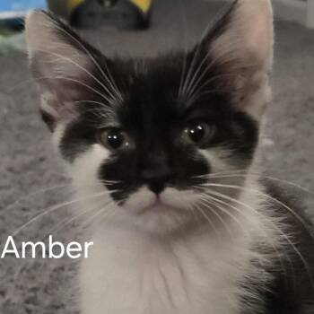 Amber -  Domestic Short Hair Cat for Adoption in Richland, Michigan - Amber | PetCurious