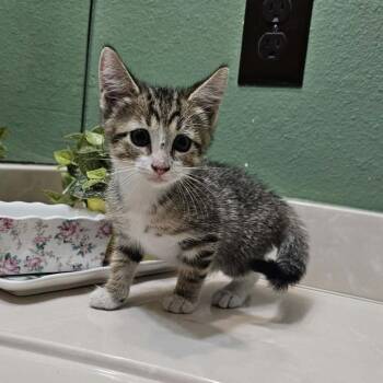 Kicks -  Domestic Short Hair Cat for Adoption in Harlingen, Texas - Kicks | PetCurious
