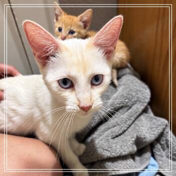 Stormy -  Domestic Short Hair Cat for Adoption in Monroe, Michigan - Stormy | PetCurious