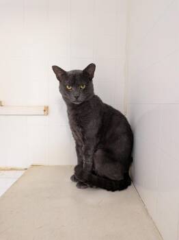 Smokey -  Domestic Short Hair Cat for Adoption in Hermiston, Oregon - Smokey | PetCurious
