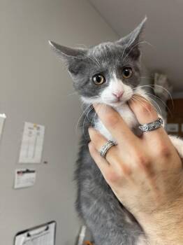 Domestic Short Hair Cats Available for Adoption in Bolivar, Missouri - Janice | PetCurious