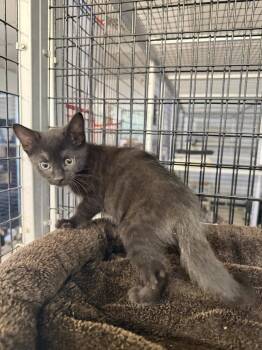 Black Kitty F1 -  Domestic Short Hair Cat Available for Adoption in Stockton, California - Black Kitty F1 | PetCurious