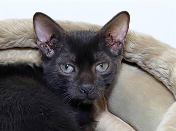 Domestic Short Hair Cats Available for Adoption in Fort Lauderdale, Florida - ASIA | PetCurious