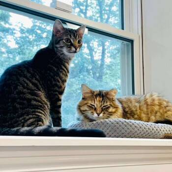 Rescue Domestic Long Hair Cats for Adoption in Vine Grove, Kentucky - Noel & Hamilton (bonded Pair) ***Courtesy Post*** | PetCurious