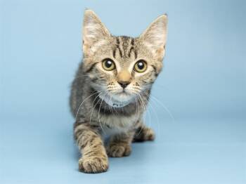 MONA -  Domestic Short Hair Cat for Adoption in Phoenix, Arizona - MONA | PetCurious