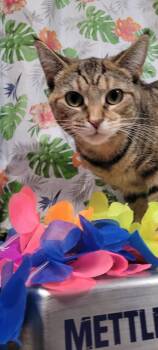 Athena -  Domestic Short Hair Cat for Adoption in Caro, Michigan - Athena | PetCurious