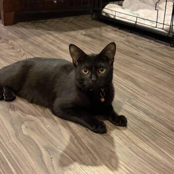 Mittens (Bev-fostered in New England) -  Domestic Short Hair Cat for Adoption in Brighton, Tennessee - Mittens (Bev-fostered In New England) | PetCurious