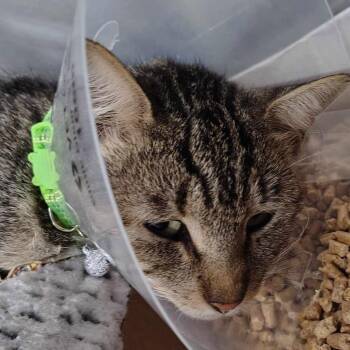Cheese 26-09-055 -  Domestic Short Hair Cat for Adoption in Bastrop, Texas - Cheese 26-09-055 | PetCurious