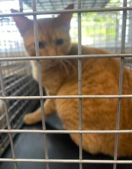 Domestic Short Hair Cats Available for Adoption in Fort Myers, Florida - POOKA | PetCurious