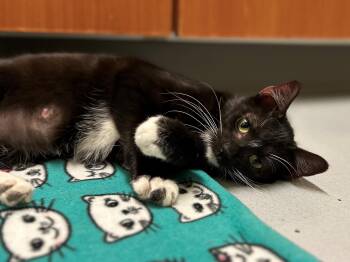 Rescue Domestic Short Hair Cats for Adoption in Mason City, Iowa - Roulette | PetCurious