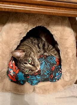 Domestic Short Hair Cats Available for Adoption in Seven Valleys, Pennsylvania - Lilo | PetCurious